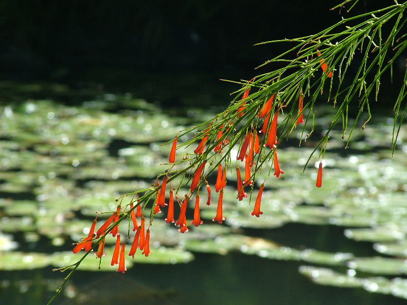 Firecracker Flowers